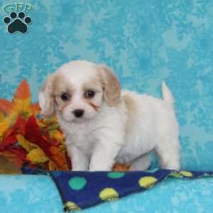 Orange, Cavachon Puppy